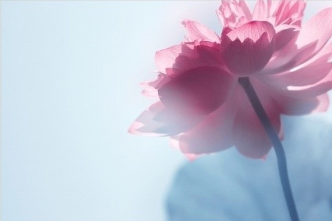 出淤泥而不染濯清涟而不妖高清图,出淤泥而不染濯清涟而不妖音频