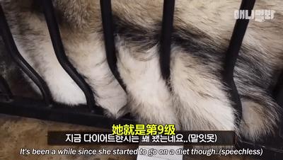 二哈为什么变瘦了,二哈太胖了必须要减肥