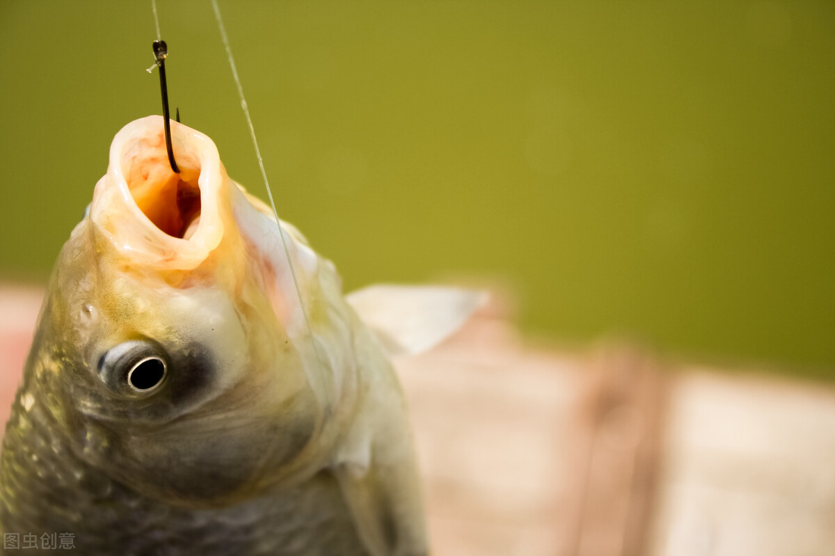 野钓鲫鱼全攻略!13大秘籍,7000字,找鱼窝、选天气,各种小技巧