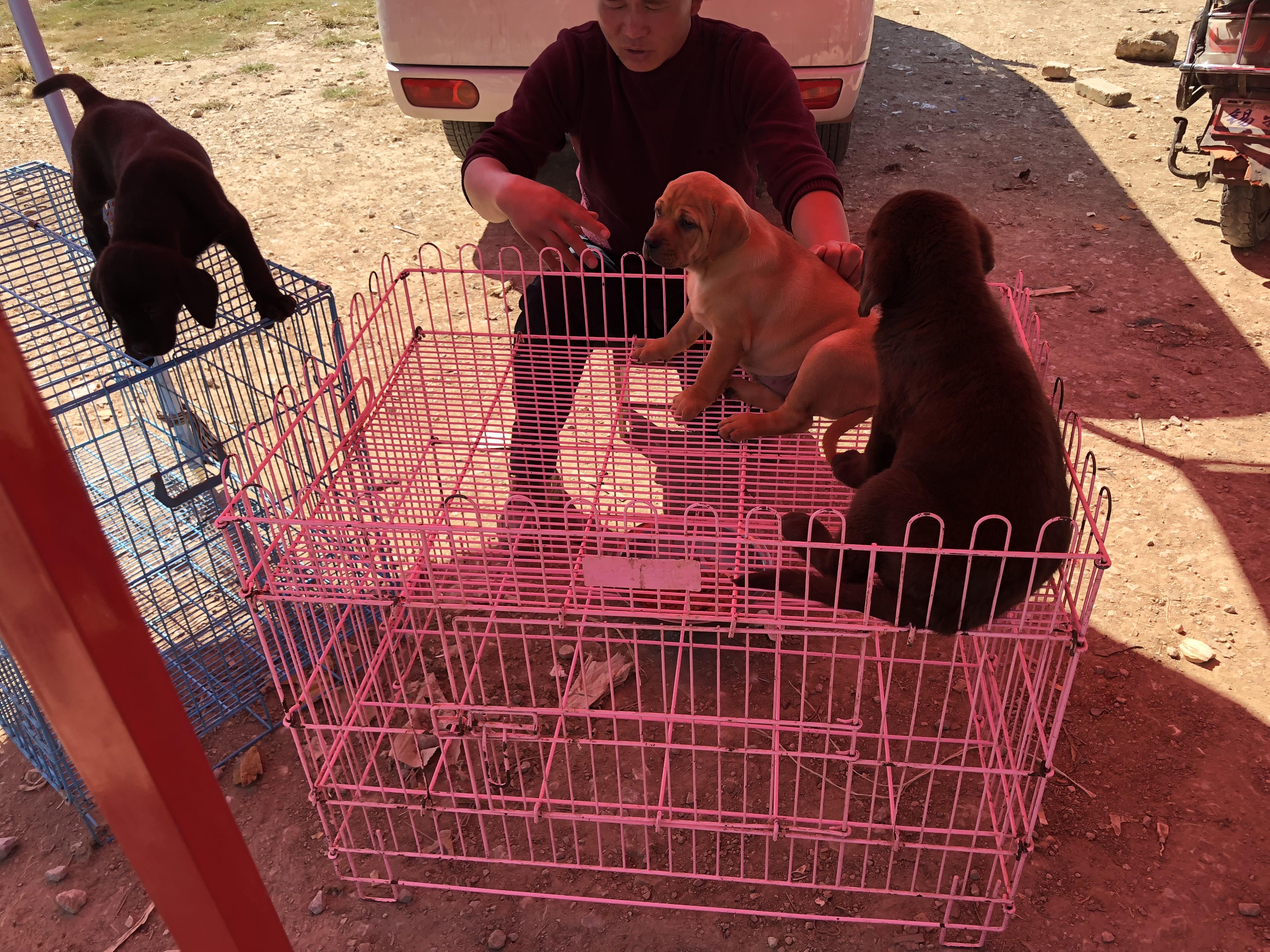 拉布拉多狗市买什么,去狗市买拉布拉多需要注意什么