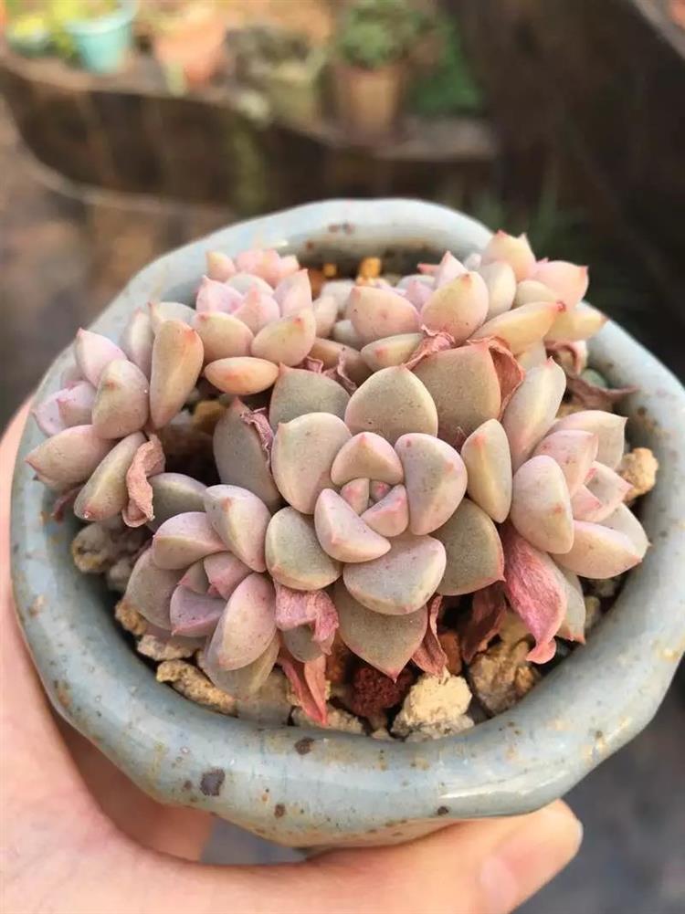 多肉长出侧芽怎么处理图解,多肉长侧芽怎么处理