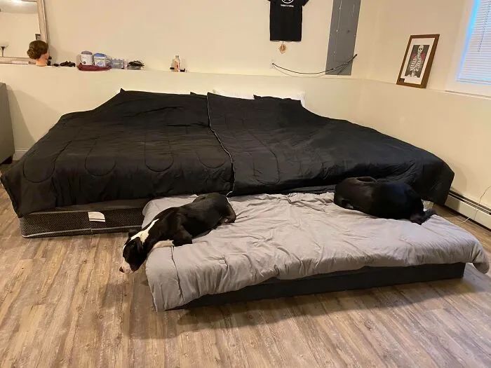 整天说爱狗，你究竟可以做到哪些呢？