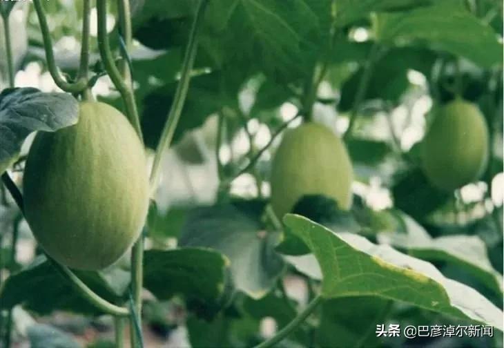 从临河到银川旅游攻略,临河旅游景区一日游哪里好玩