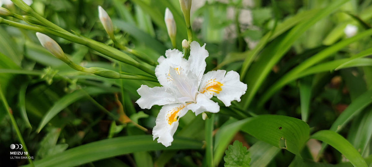 魅族18s深度评测双11,魅族18深度评测钟文泽