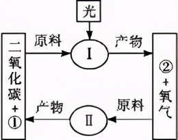 七上生物绿色植物的呼吸作用复习,高一生物必修一呼吸作用习题讲解