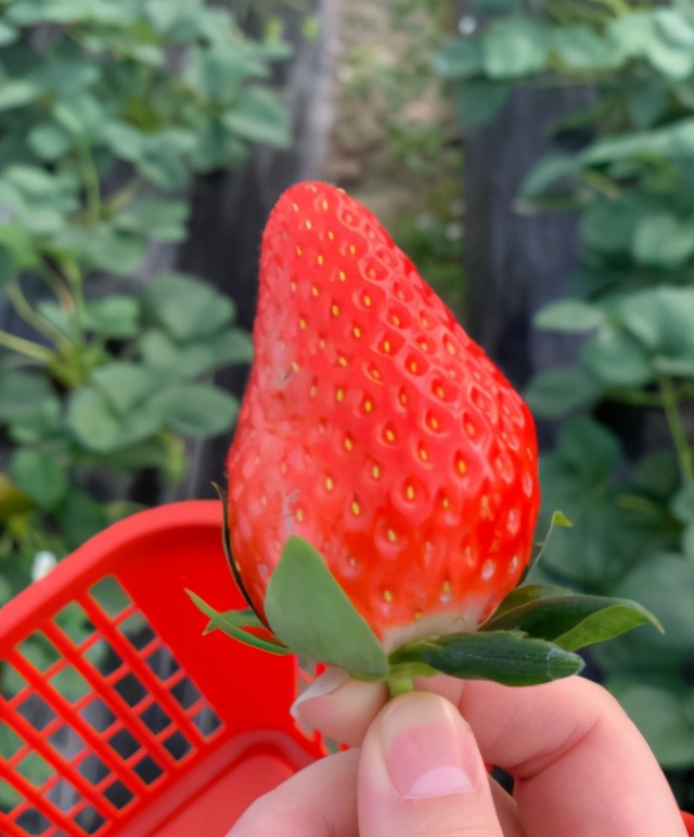 哪个草莓园的草莓便宜又好吃又大,上海新鲜草莓推荐