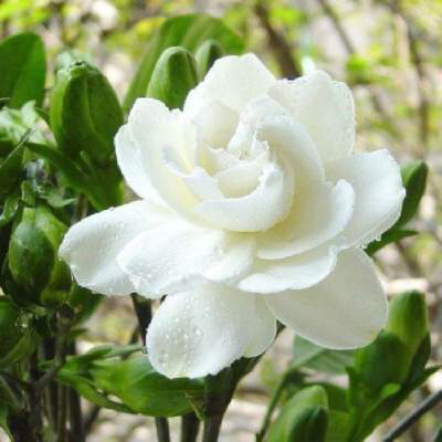 栀子花怎么养才能长得好看,栀子花怎么养好养活