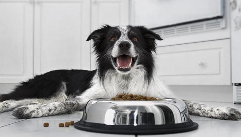 狗狗吃鸡肝的危害有哪些症状,狗狗经常吃鸡肝有什么危害