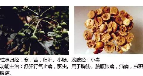 常用中草药名称大全图片及药效,常用中草药药效大全