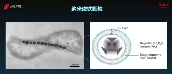 微生物降解塑料,生物塑料可以被微生物降解吗