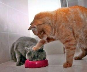 铲屎官做到这7点猫咪越养越干净,猫咪的健康是铲屎官最担心的事