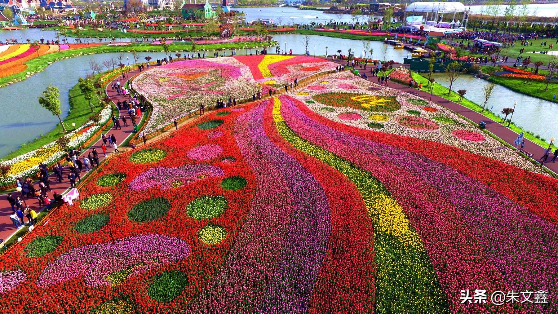 大丰荷兰花海郁金香开了没有,荷兰花海现在有郁金香吗