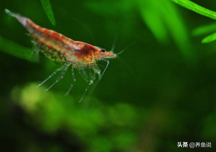 樱花虾爆缸后怎么处理,樱花虾黑壳虾怎么养