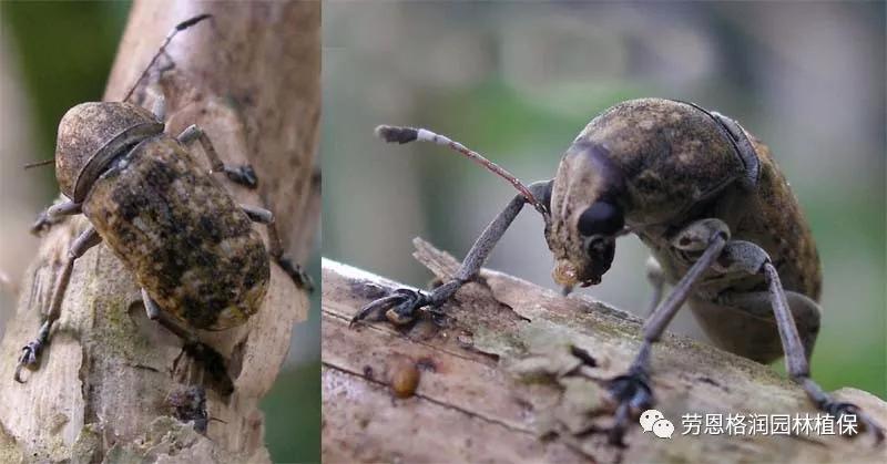 园林春季害虫的预防方法,常见园林害虫种类及主要特征