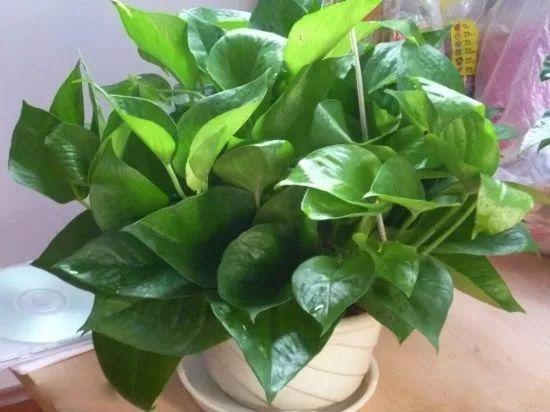 绿萝的叶子不是很绿是什么原因,绿萝的叶子喷什么让它更绿更亮