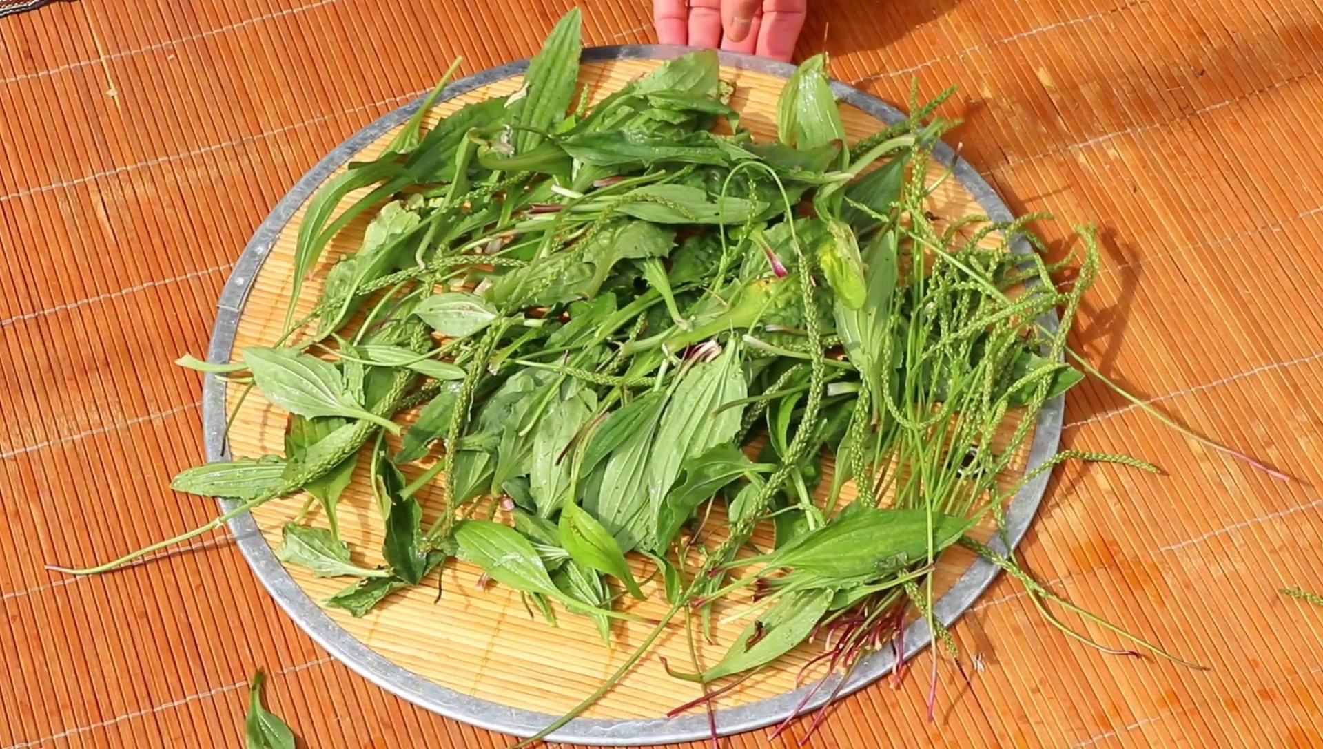 车前草怎样制作才可以泡茶,新鲜车前草营养好吃