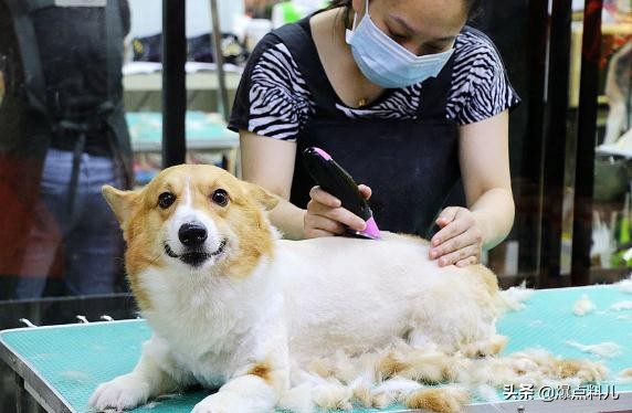 投资宠物店赚钱吗,开宠物店赚钱吗