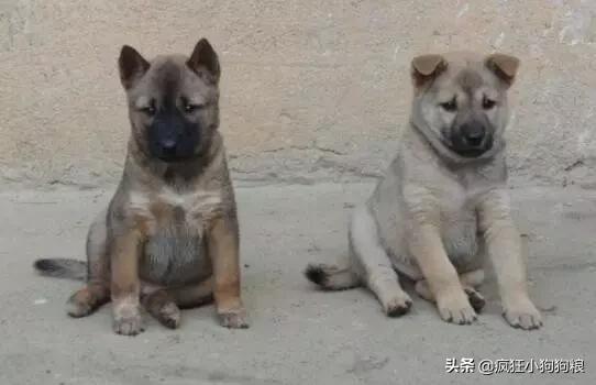 土狗的优势,土狗的三个基本行为