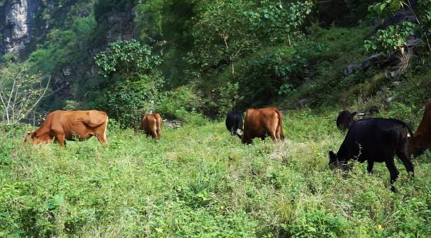 靠山吃山靠水吃水！不想进城打工的农民，这三种方法也可致富发家