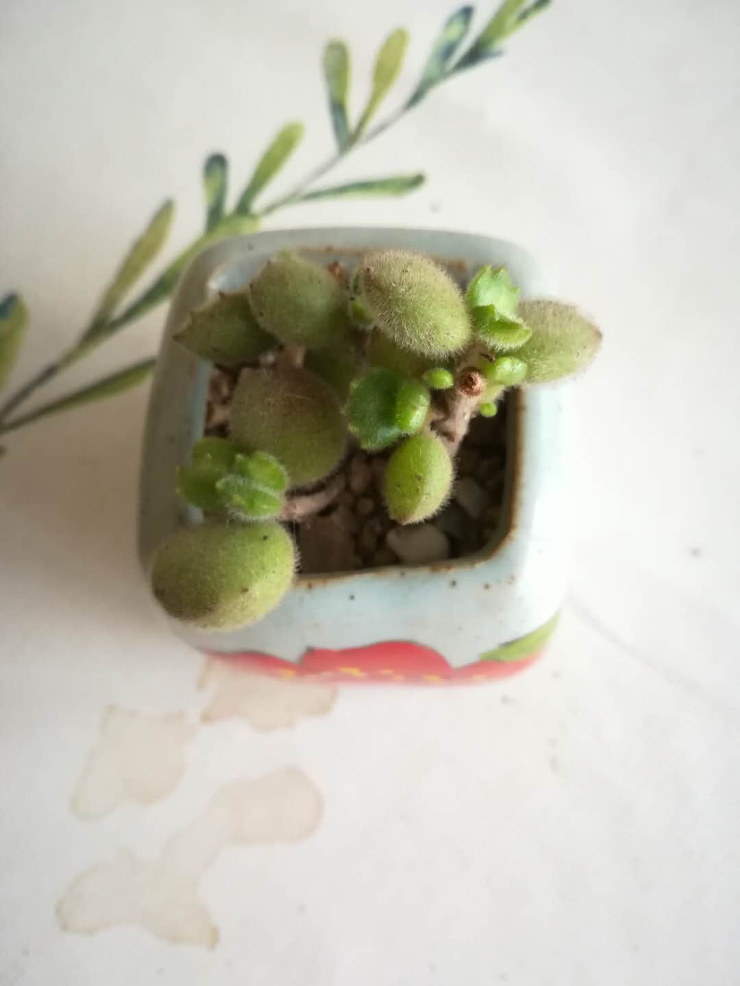 韩版杂交多肉,韩版多肉什么意思