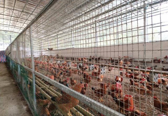 鸡传染法氏囊病怎么治疗,鸡传染给人的病是什么症状