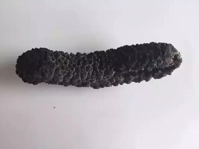 海参的图片和海参的知识,海参介绍的视频