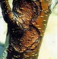 现在梨树用什么药防治病虫害,夏天梨树上挂瓶什么药防治病虫害