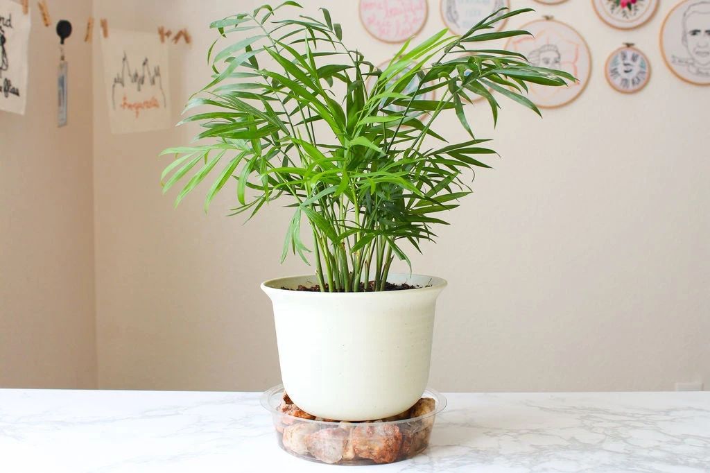 室内增加空气湿度的最佳植物,增加室内湿度最有效的方法