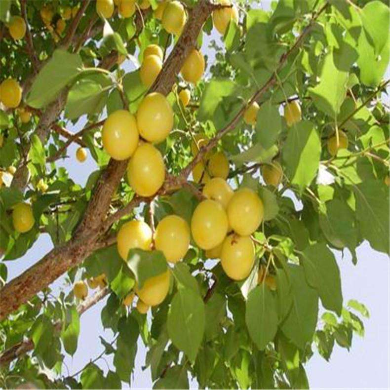 清华学霸讲数学全集,清华学生理综300分