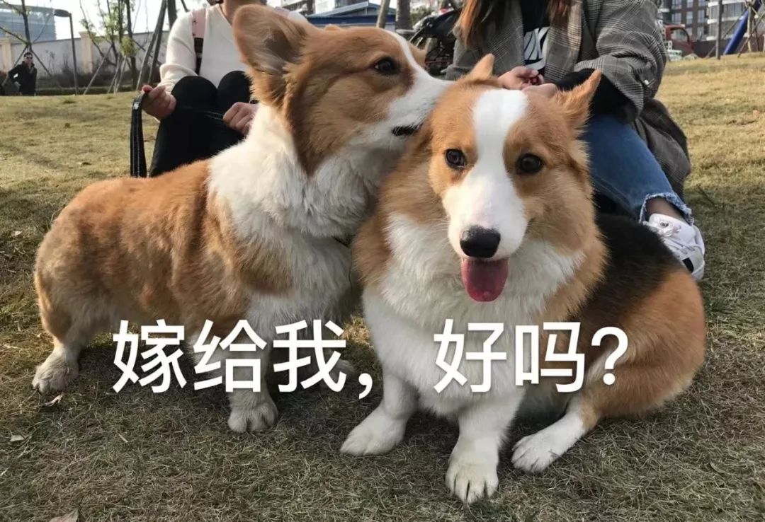 千年一遇对称日,当20200202碰上休息日,能领结婚证吗?