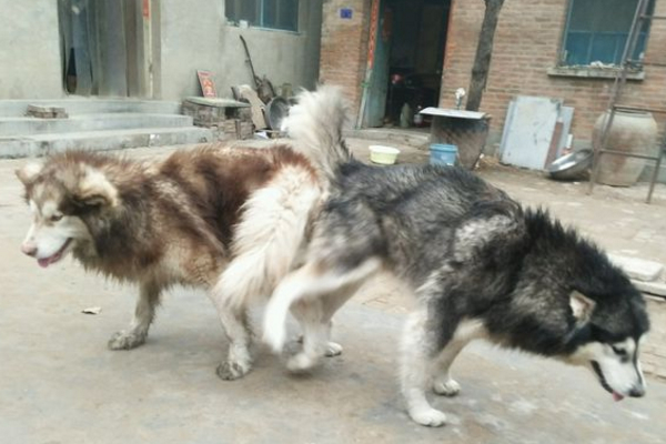 怎么确定阿拉斯加发情,阿拉斯加发情过了会有什么症状