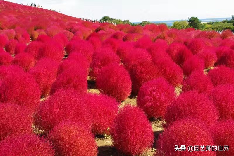红色地肤草的种植方法,红地肤怎么养