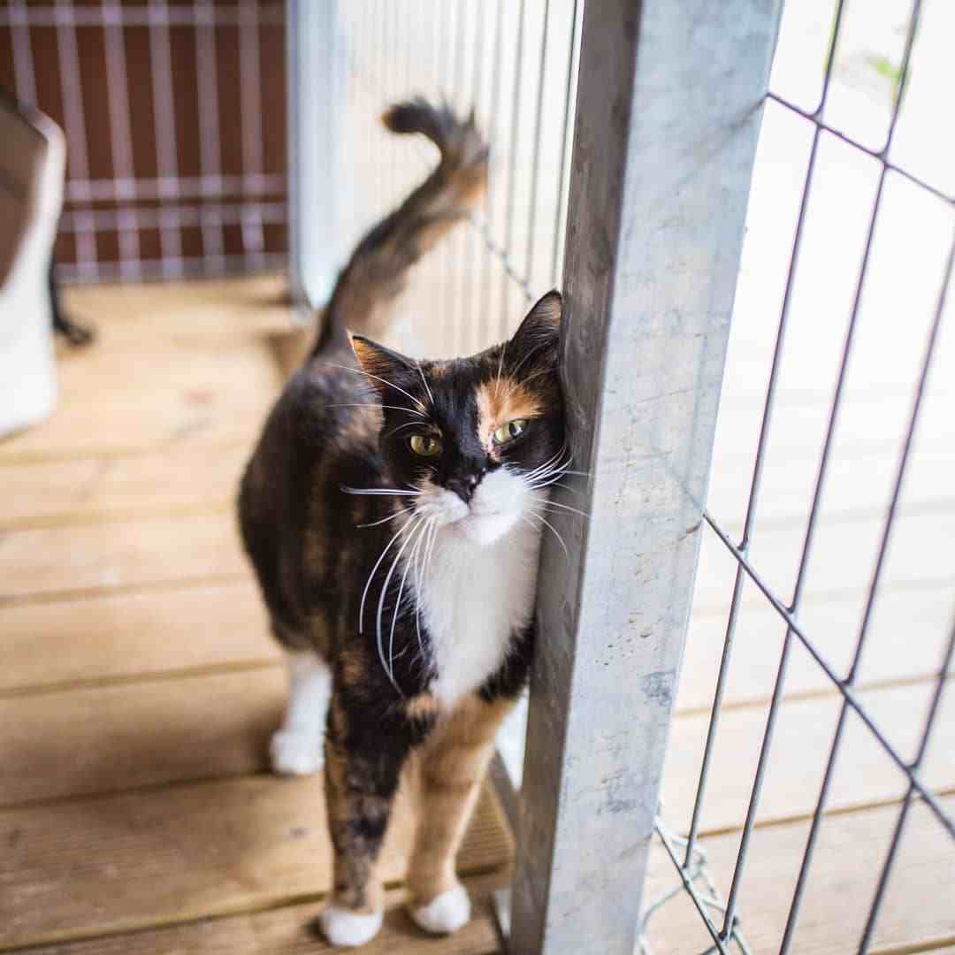 猫咪怎么学会开门帘,怎么教猫咪开防盗门