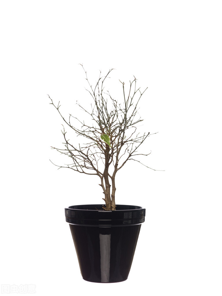 网上买的果树苗为啥栽不活,网上买的果树苗怎么存活率高