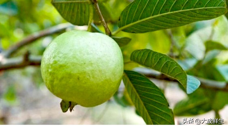 番石榴和芭乐是一种水果吗,芭乐和番石榴是同一个水果吗