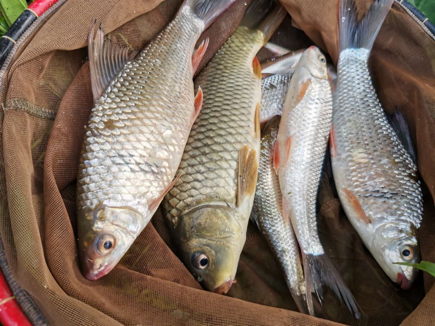 野钓能不能玩转黑坑,作为一个钓鱼的人