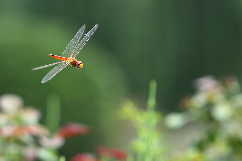 蜻蜓动漫电梯安全常识,蜻蜓动漫安全常识