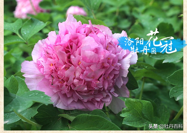 紫蓝魁和魏紫的区别,牡丹紫蓝魁和紫罗兰一样吗