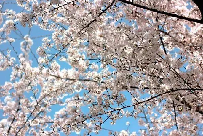 去日本观赏樱花最佳去哪个岛,去日本观赏樱花可能去什么岛