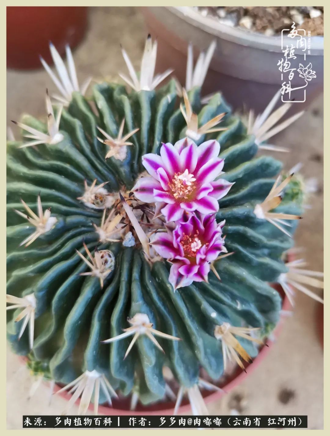 这个春天我们一起去赏花,这个季节我们一起去看花