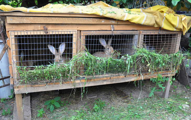 养兔技术家兔腹泻的防治措施,家兔养殖应注意预防哪些疾病