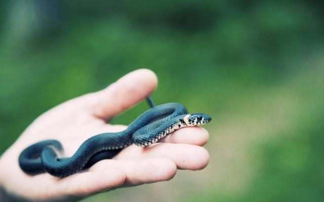 遇蛇别慌张科学防治蛇咬伤,立夏蛇出动小心被蛇咬
