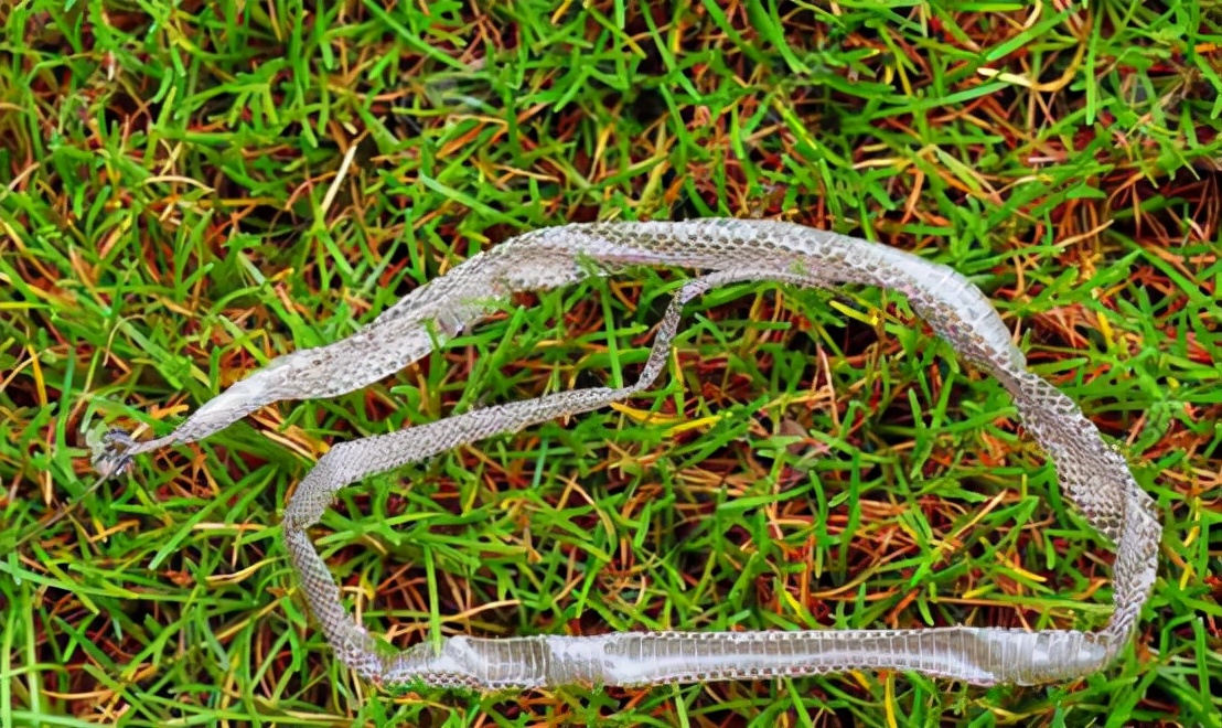 澳洲女士在脸书上求助，称家中发现蛇皮，却不见蛇影，该怎么办？