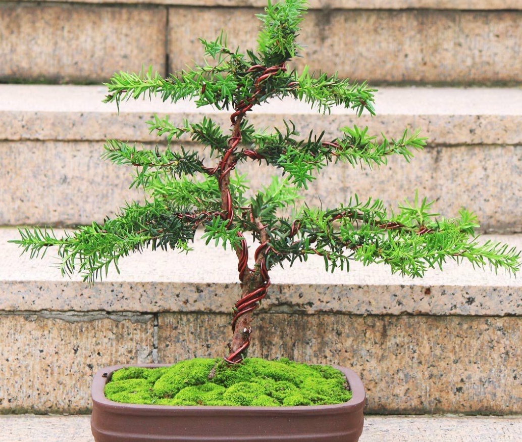 盆栽红豆杉的修剪时间和方法图片,家里摆放红豆杉风水好吗