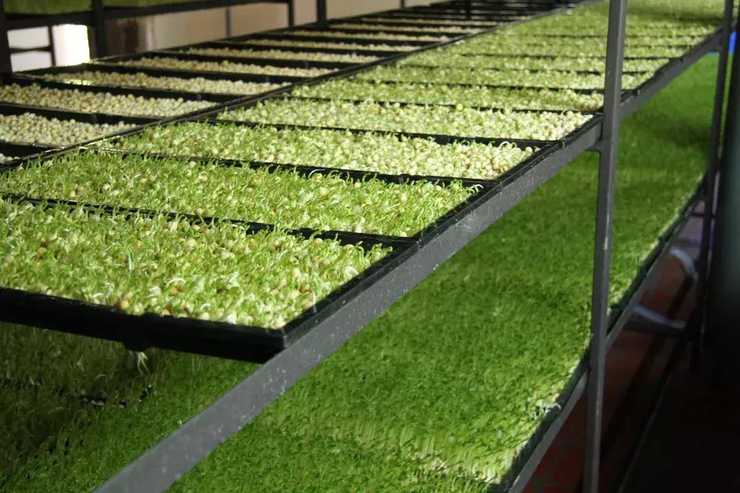 在家也能种出菜,在家种菜怎么种出前途