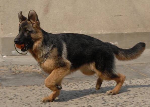 德牧幼犬定点训练大小便,训练德牧犬简单方法