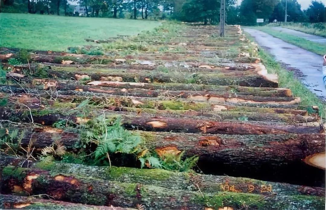 红橡与白橡纹理的区别,红橡木对比白蜡木