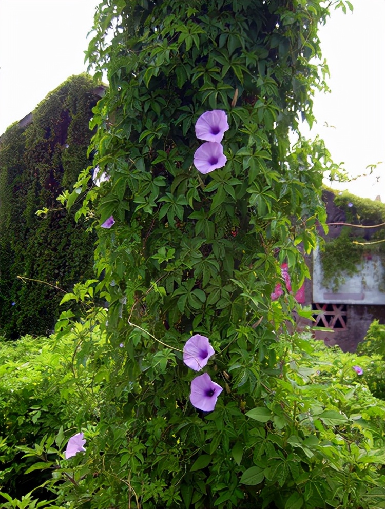 房顶长出杂草怎样消灭,墙里长出的草怎么清除