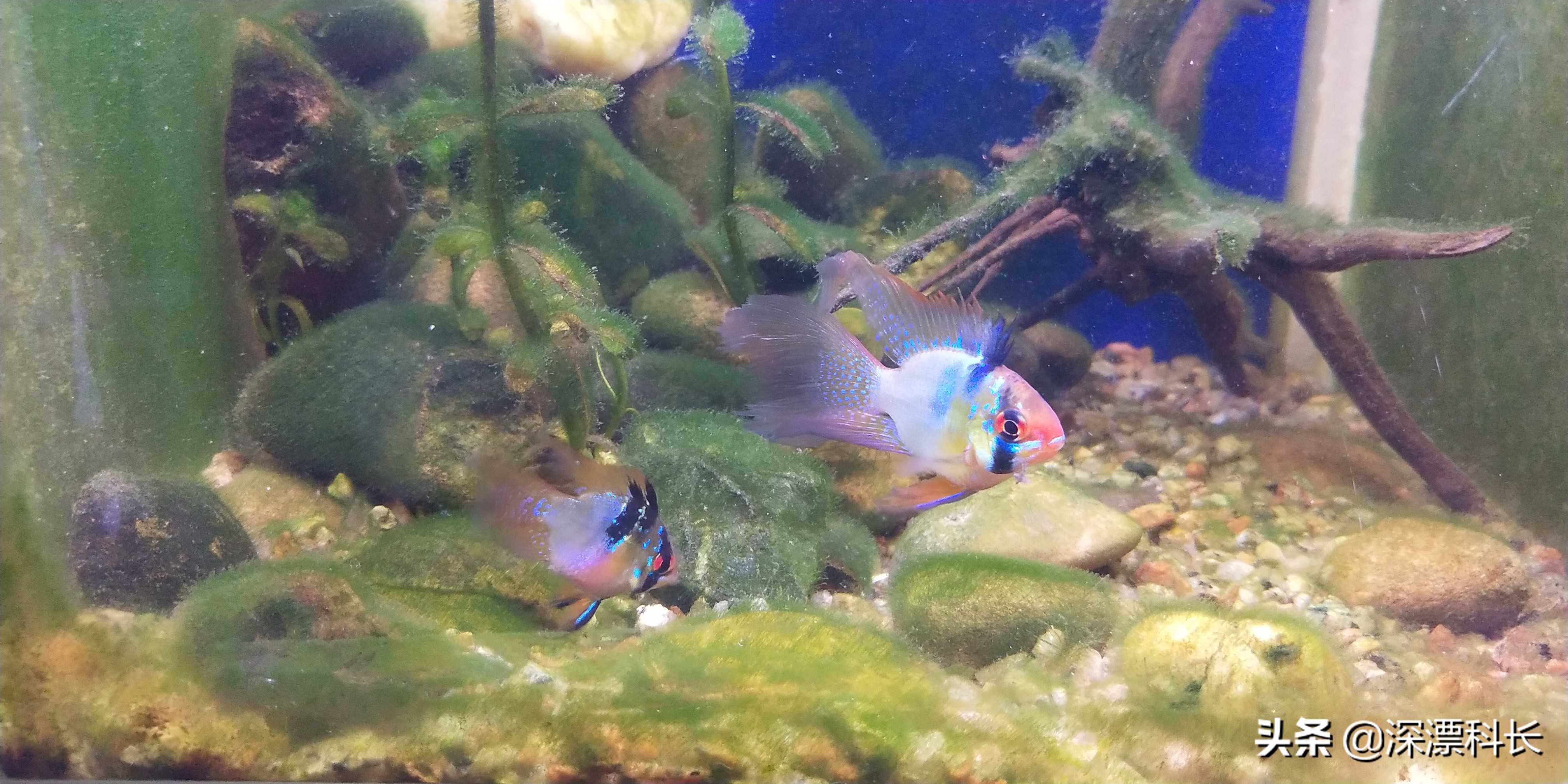 荷兰凤凰球和金波子哪个好养,金波子荷兰凤凰