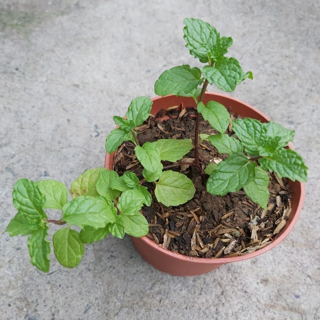 盆栽薄荷叶子蔫了是怎么回事,薄荷盆栽掉叶怎么办